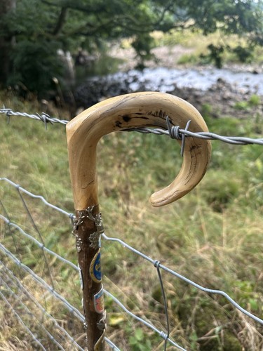 Rams horn walking stick with - stick,